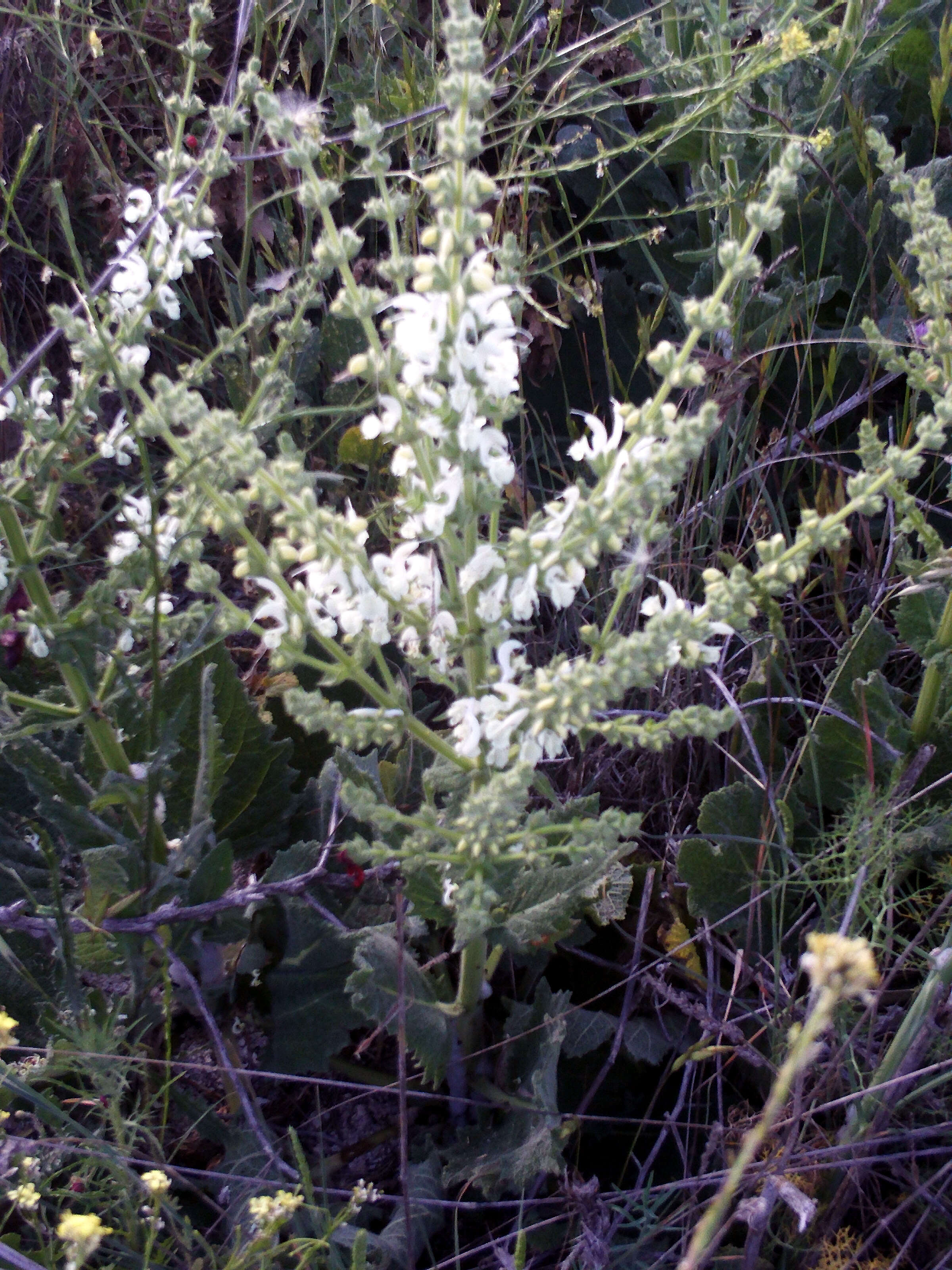 Image of silver sage