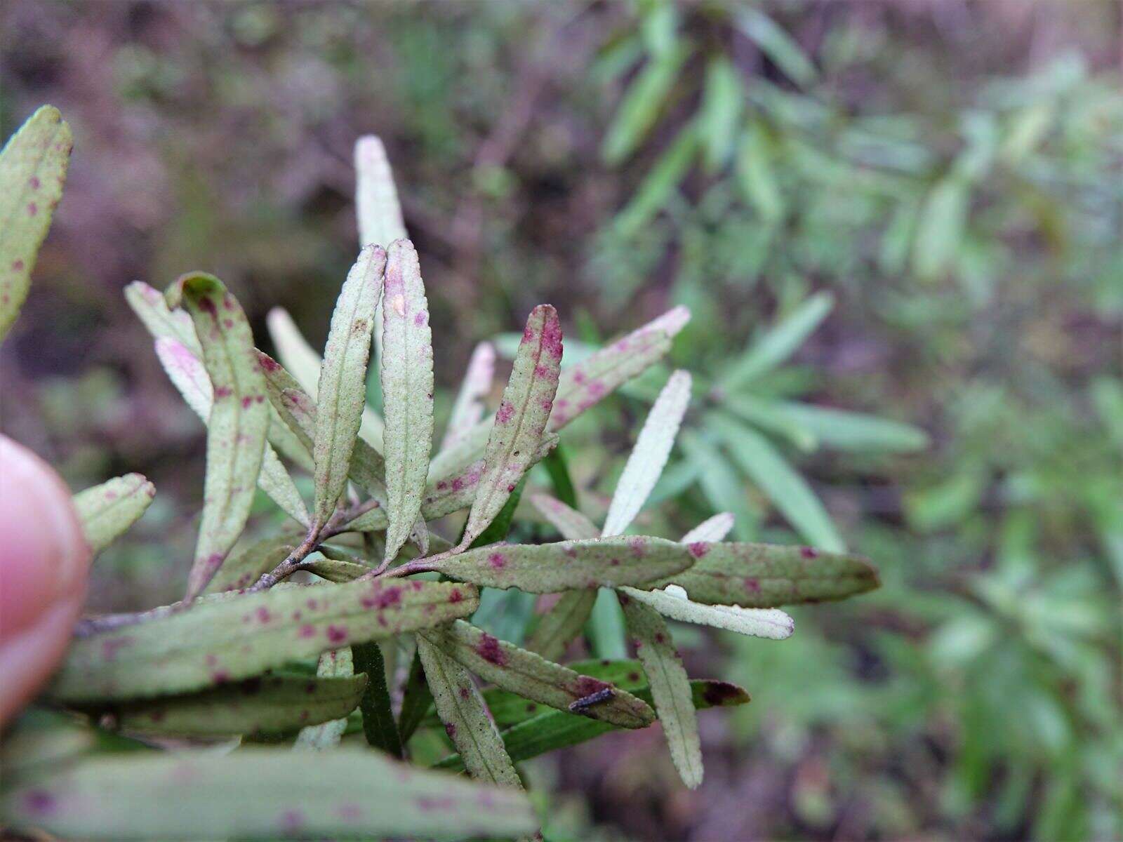 Image of Leionema nudum (Hook.) Paul G. Wilson