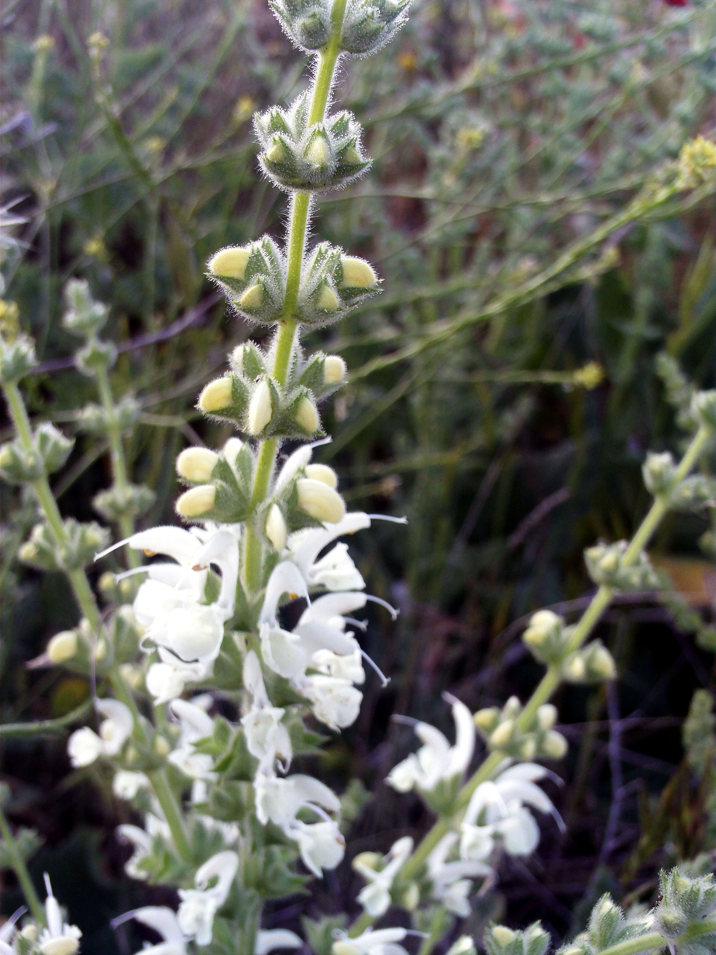 Image of silver sage