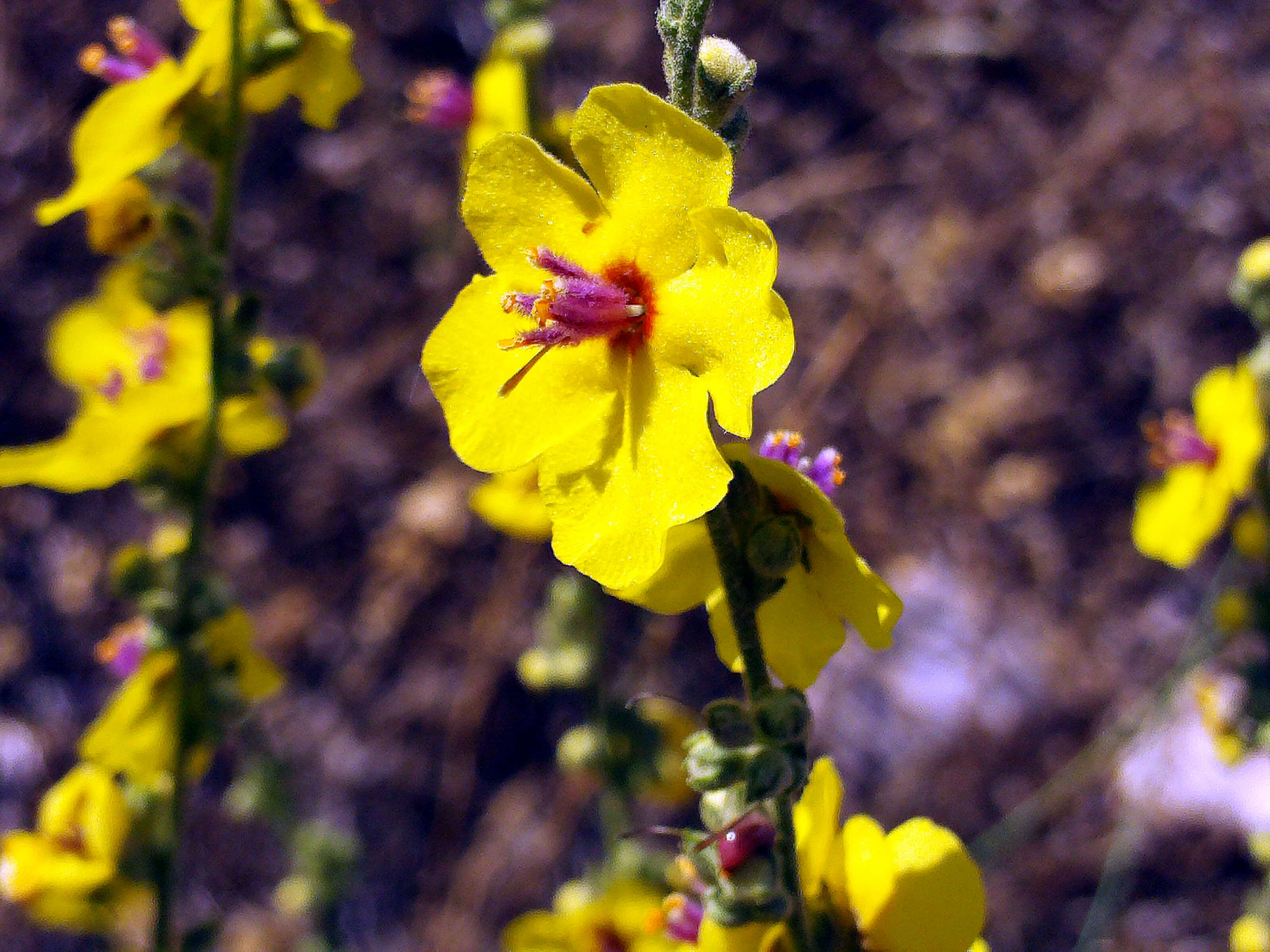 Image of wand mullein