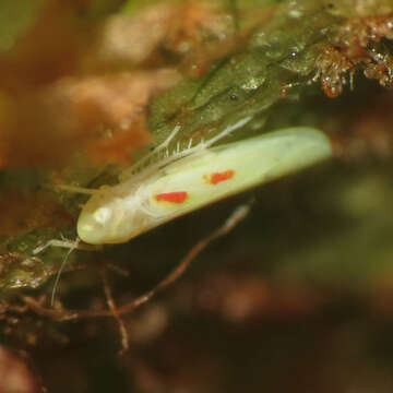 Image of Blackberry Leafhopper