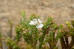 Veronica hectorii subsp. coarctata (Cheesem.) Garn.-Jones resmi