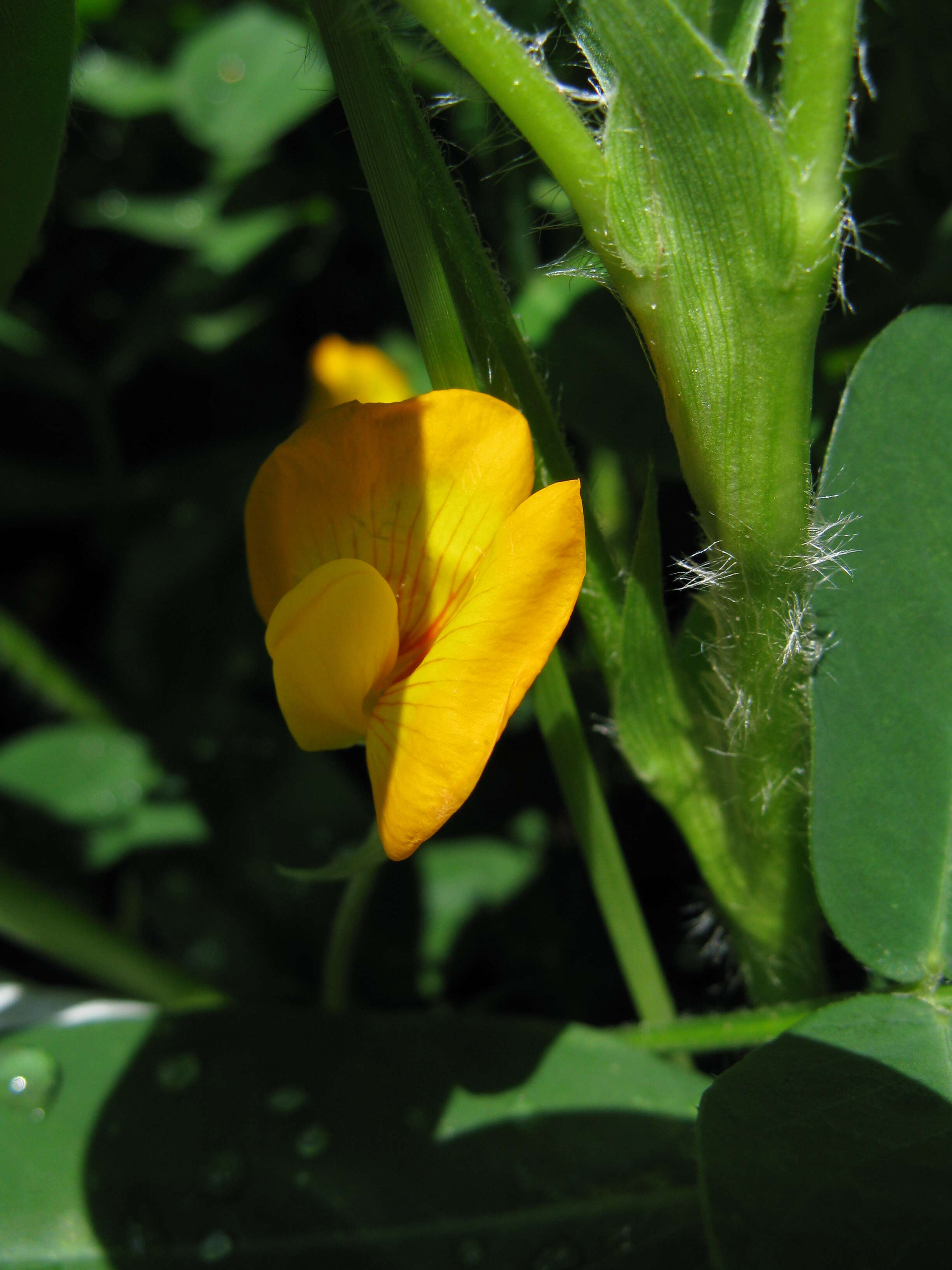 Plancia ëd Arachis hypogaea L.