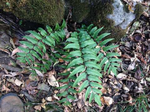 Image of Asian netvein hollyfern