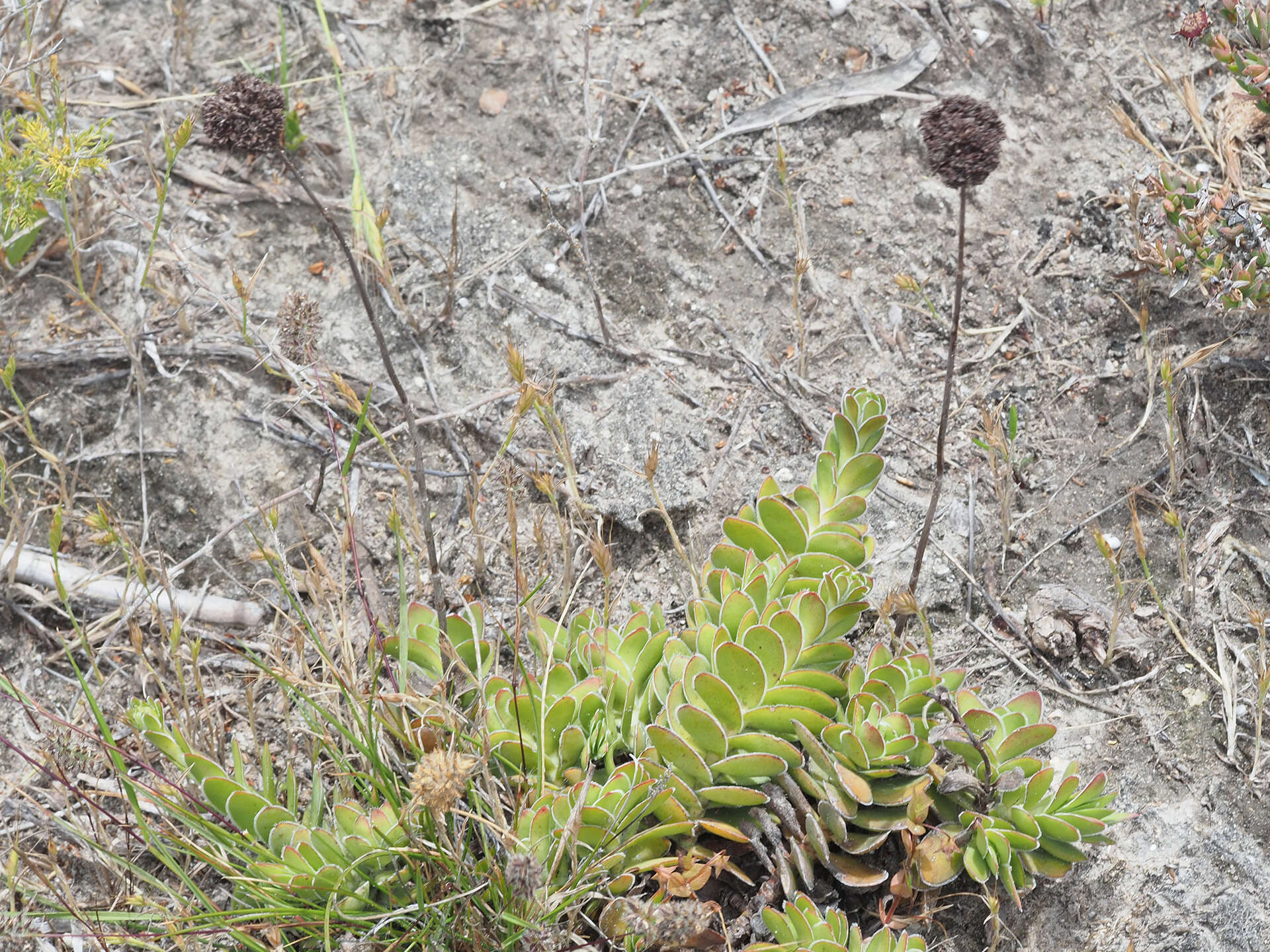 Image of Crassula ciliata L.