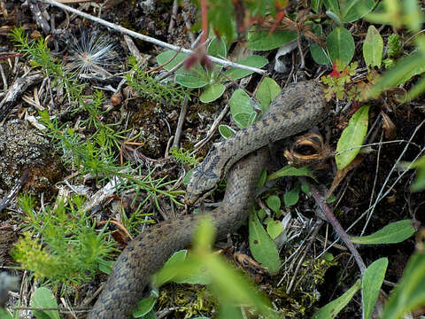 Image of Smooth Snakes