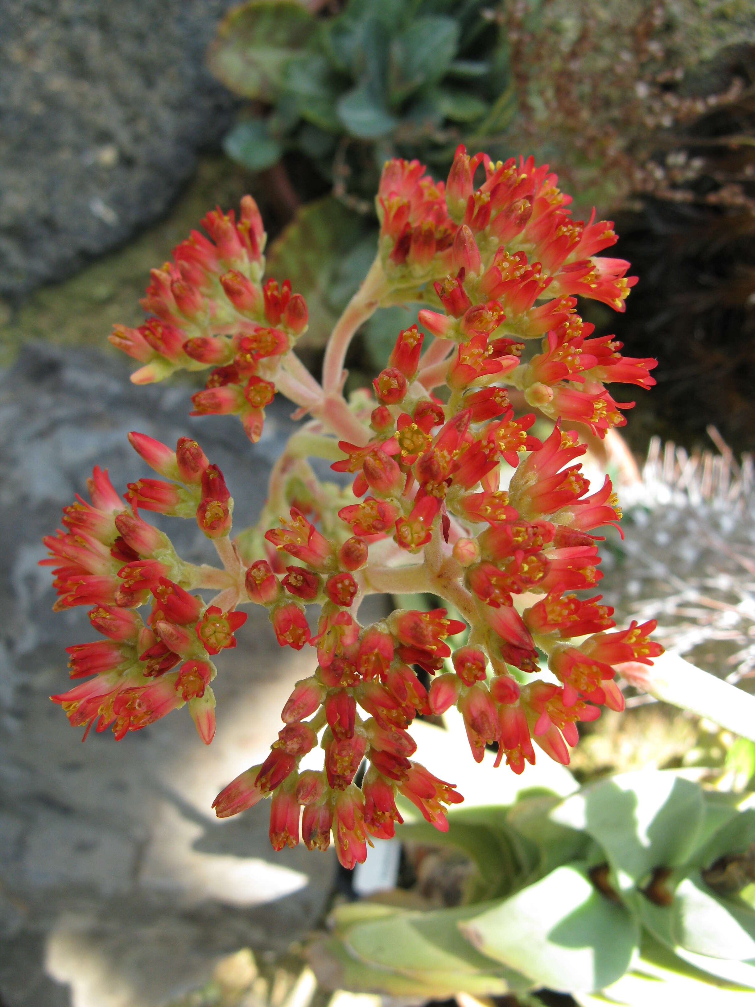 Image of Crassula perfoliata var. minor (Haw.) Rowley