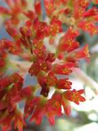 Image of Crassula perfoliata var. minor (Haw.) Rowley