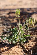 Imagem de Ornithoglossum gracile B. Nord.