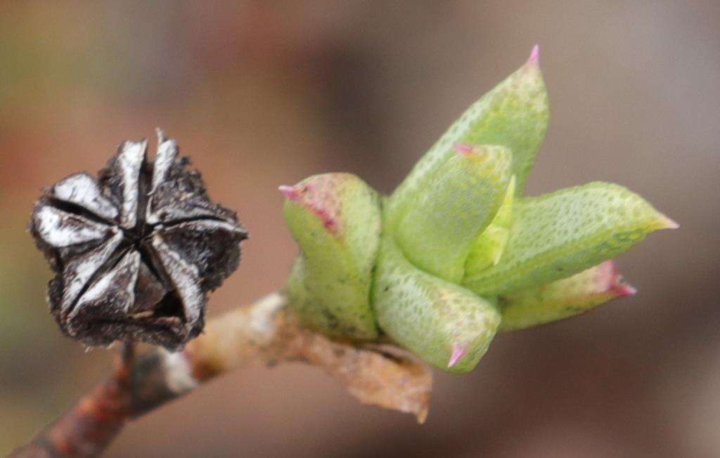 Image of Ruschia putterillii (L. Bol.) L. Bol.