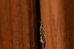 Image of Salt and Pepper Microcaddis