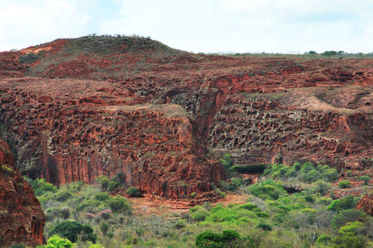 Image of Lear's Macaw