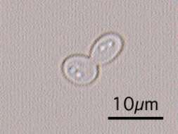 Image de Candida albicans (C. P. Robin) Berkhout 1923