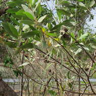 Image of candelabra wattle