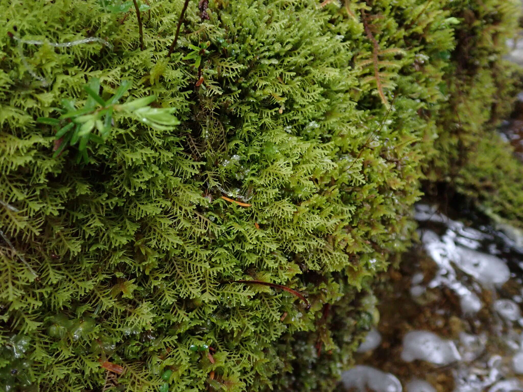 Image of Lepidozia filamentosa Gottsche, Lindenb. & Nees