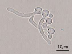 Image of Candida albicans (C. P. Robin) Berkhout 1923