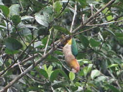 Image of Eastern White-bellied Parrot