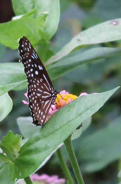 Image of <i>Tirumala septentrionis</i>