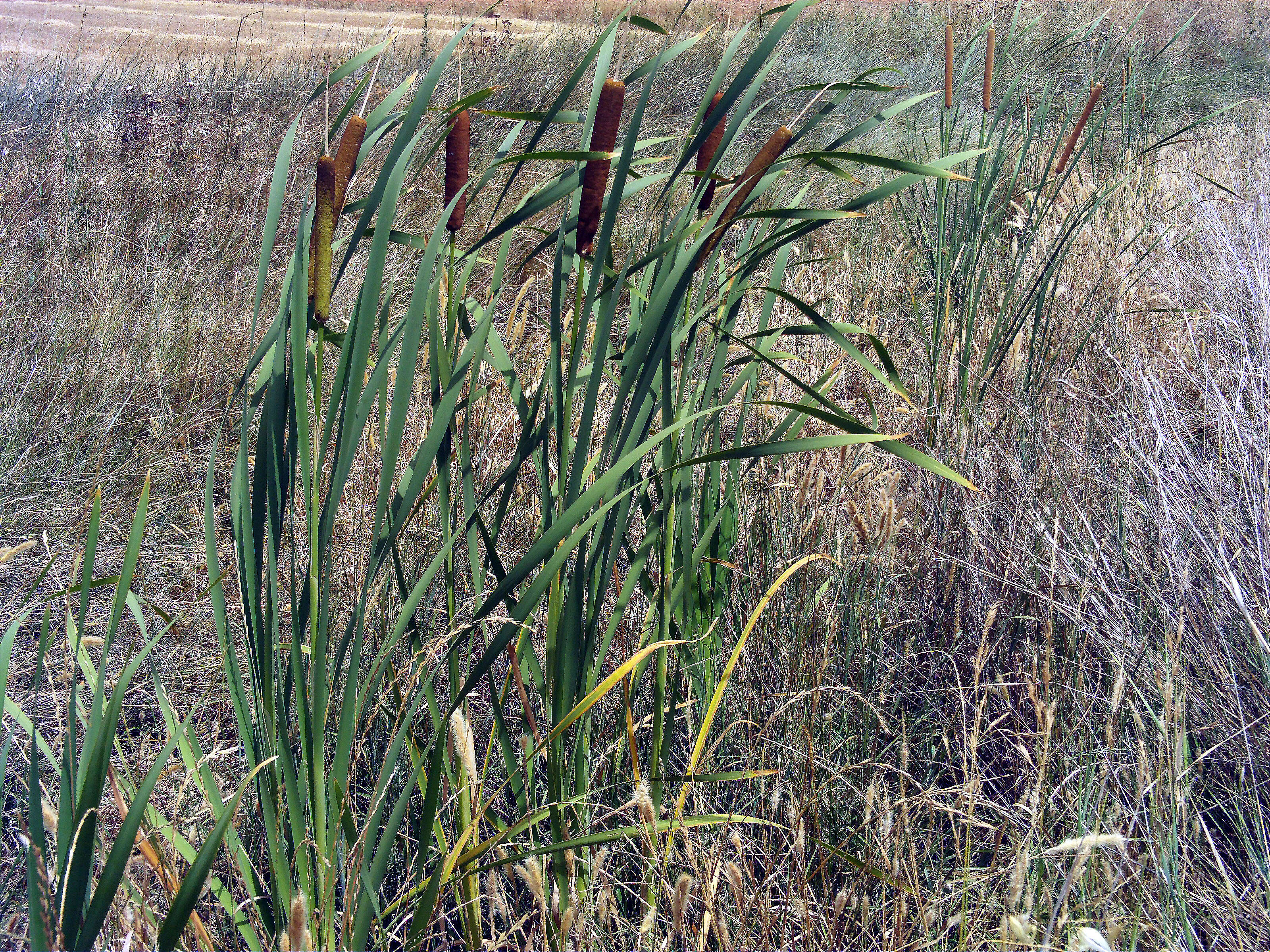 Image of southern cat-tail