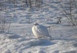 Image of Willow Grouse and Red Grouse