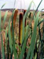 Image of southern cat-tail