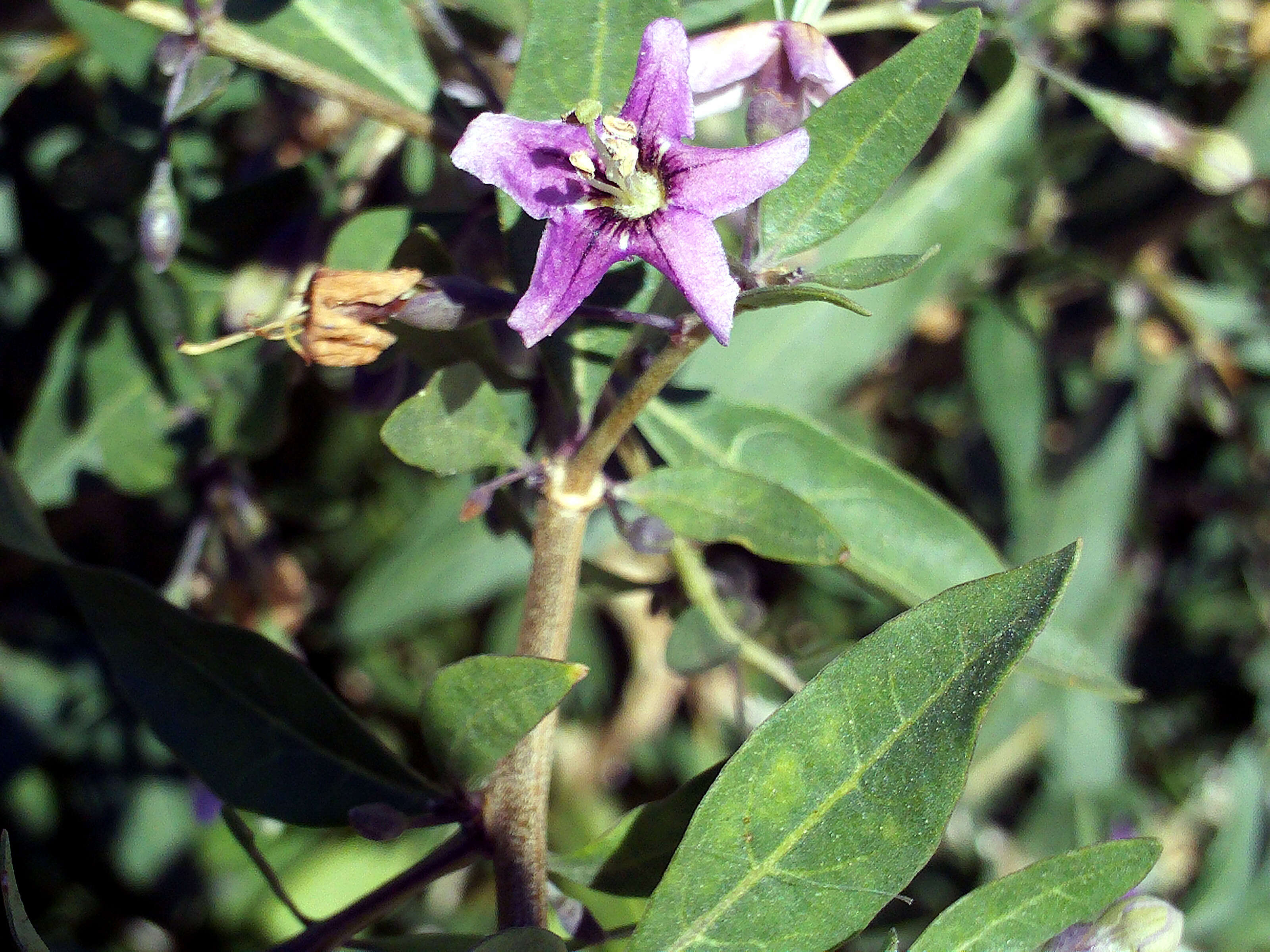 Image of matrimony vine