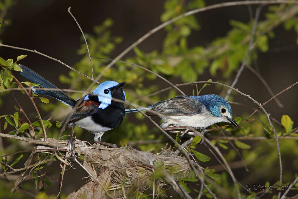 صورة Malurus amabilis Gould 1852