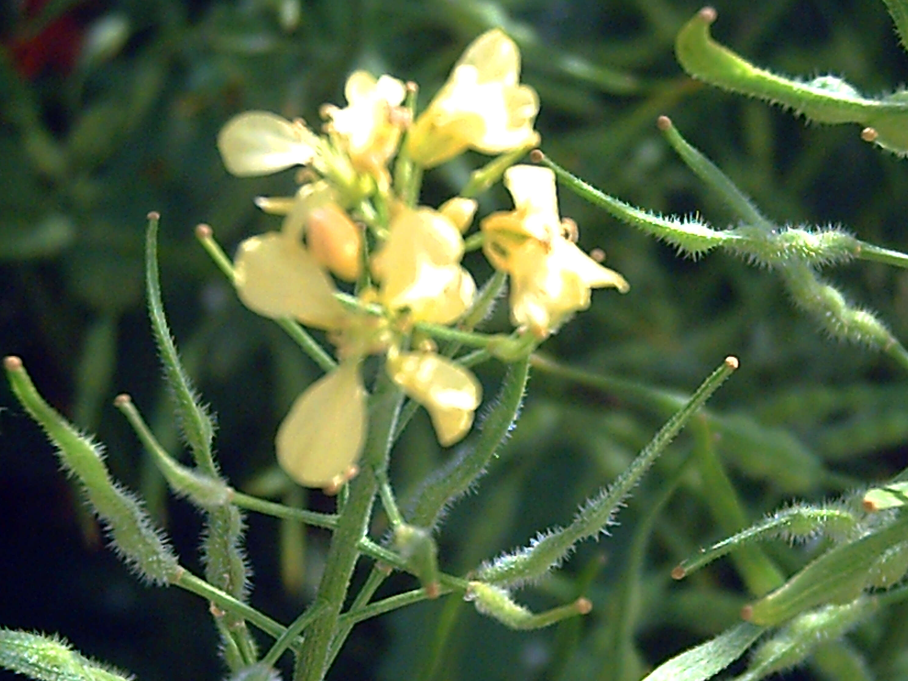 Image of white mustard