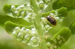 Image of Monalocoris filicis (Linnaeus 1758)