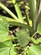 Image de Acalypha alopecuroidea Jacq.