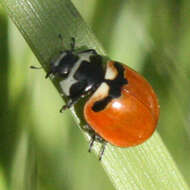 Image of Three-banded Lady Beetle