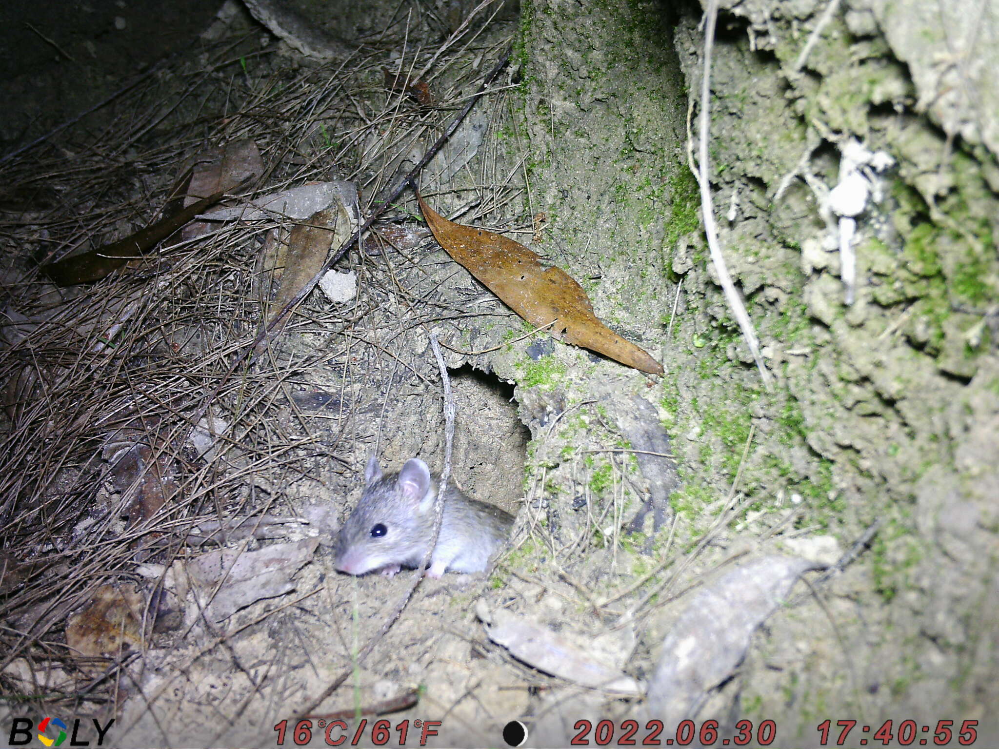 Image of Australian Pale Field Rat