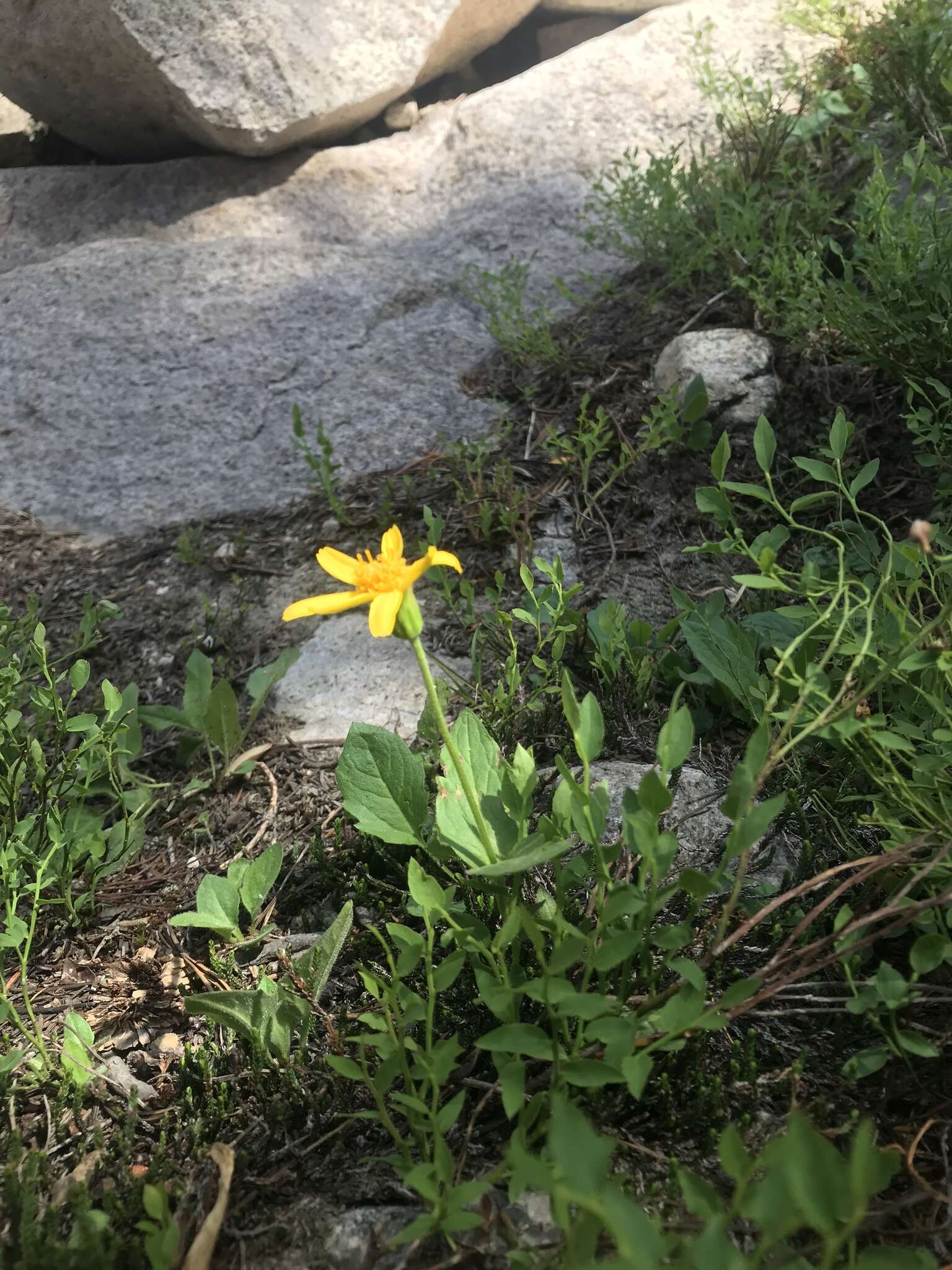 Image of broadleaf arnica