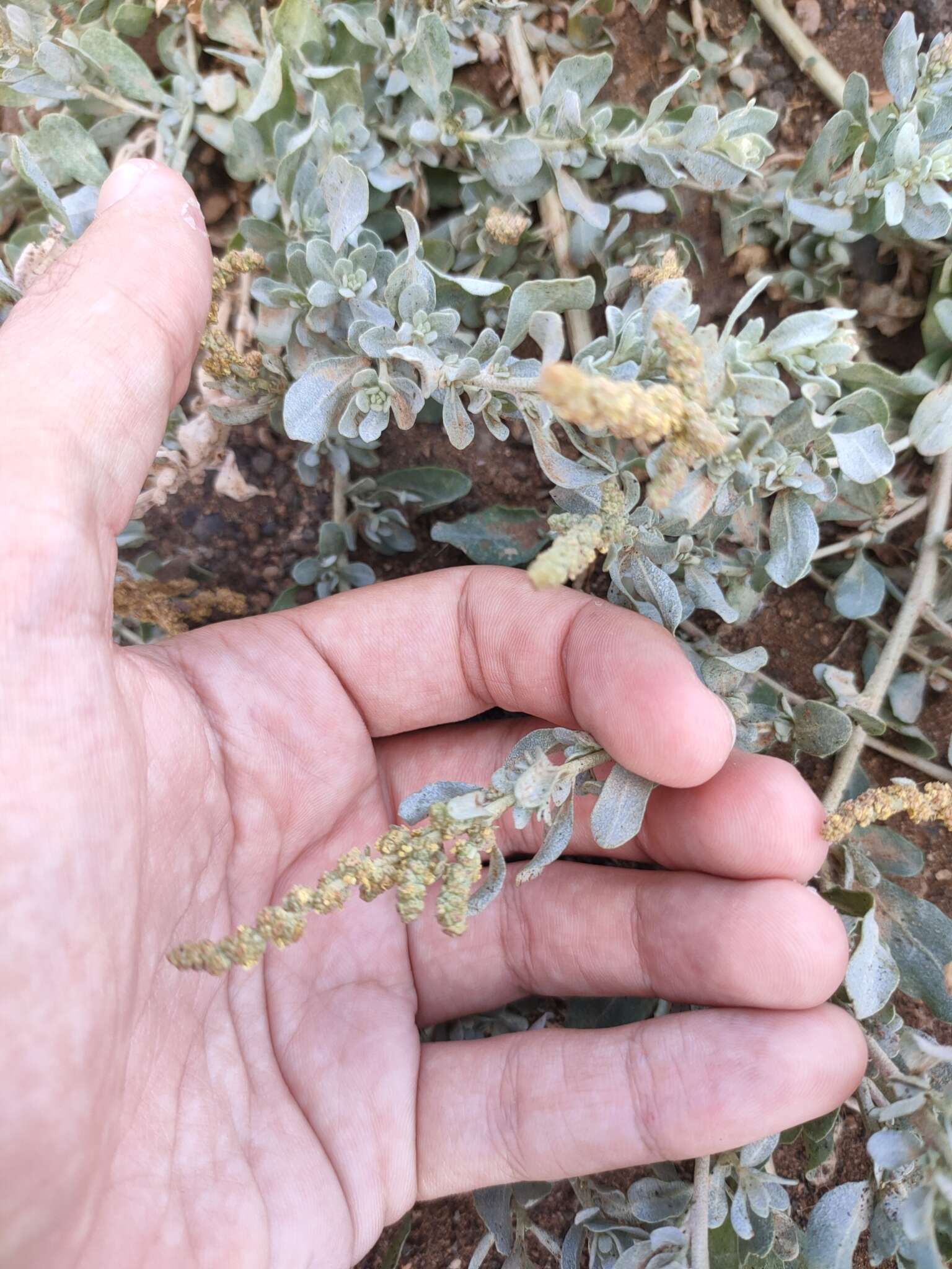 Image of Atriplex glauca subsp. ifniensis (Caball.) S. Rivas-Martínez et al.