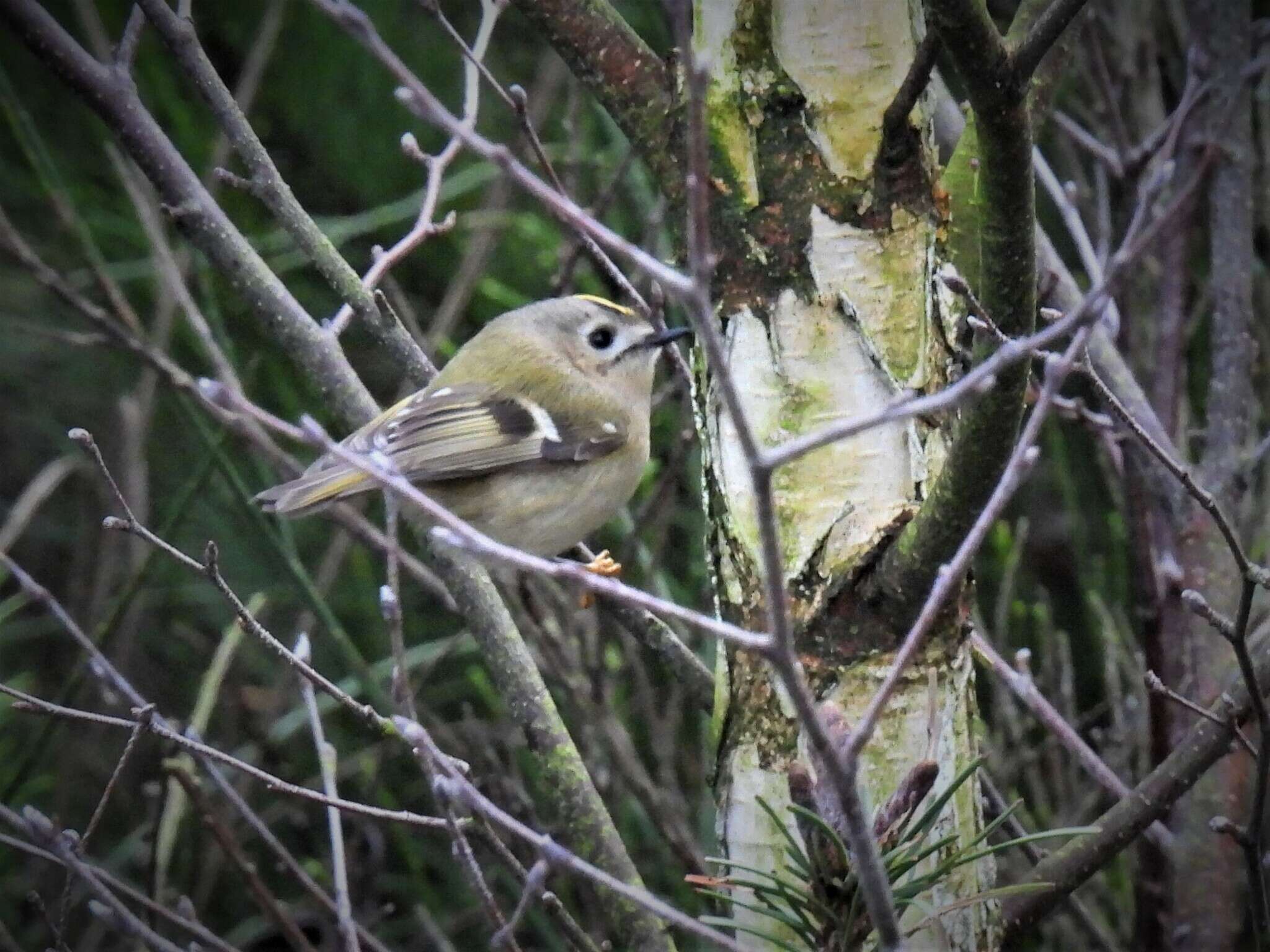 Regulus regulus regulus (Linnaeus 1758) resmi