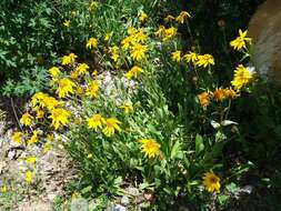 Image of hairy arnica