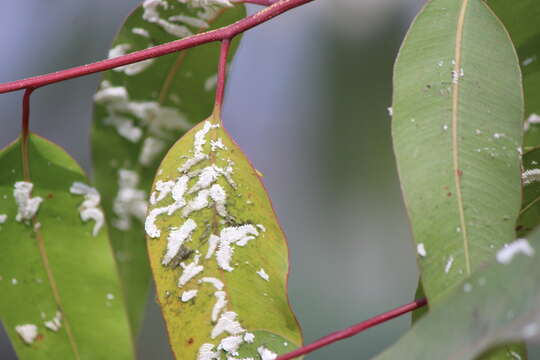 صورة Eucalyptolyma