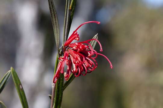 Imagem de Grevillea oleoides Sieber ex Schult.