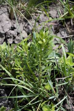 Image of Searsia rudatisii (Engl.) Moffett