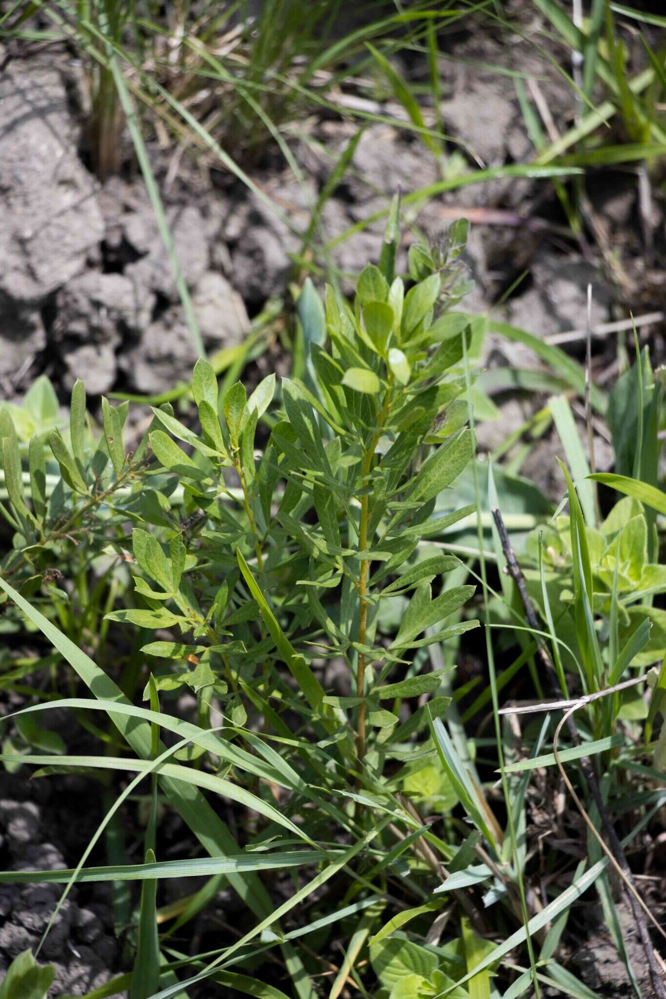 Image of Searsia rudatisii (Engl.) Moffett