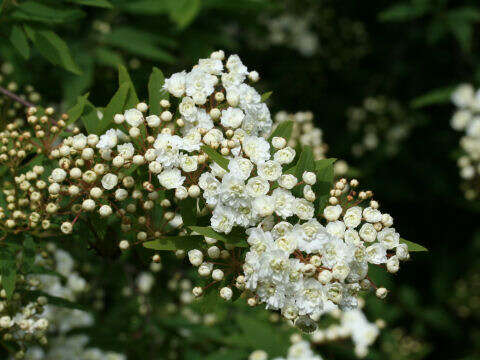 Image de Spiraea cantoniensis Lour.