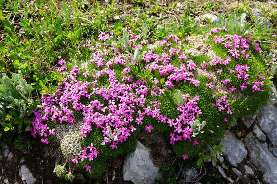 Image of Silene acaulis subsp. longiscapa Vierh.