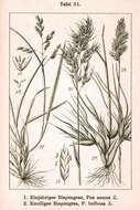 Image of Annual Meadow Grass