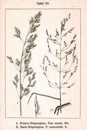 Image de Poa glauca Vahl