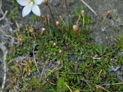 Image of Wahlenbergia pygmaea subsp. pygmaea