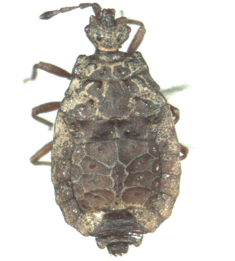 Image of Modicarventus wisei Kirman 1989