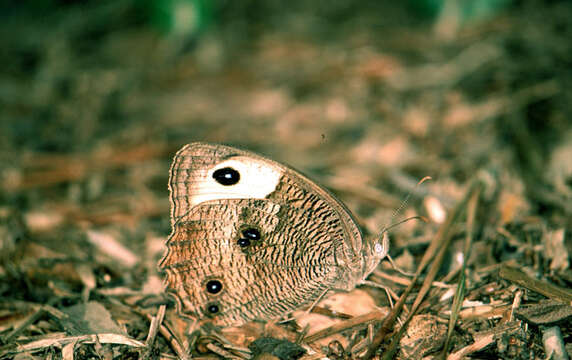 Image of Common Wood Nymph