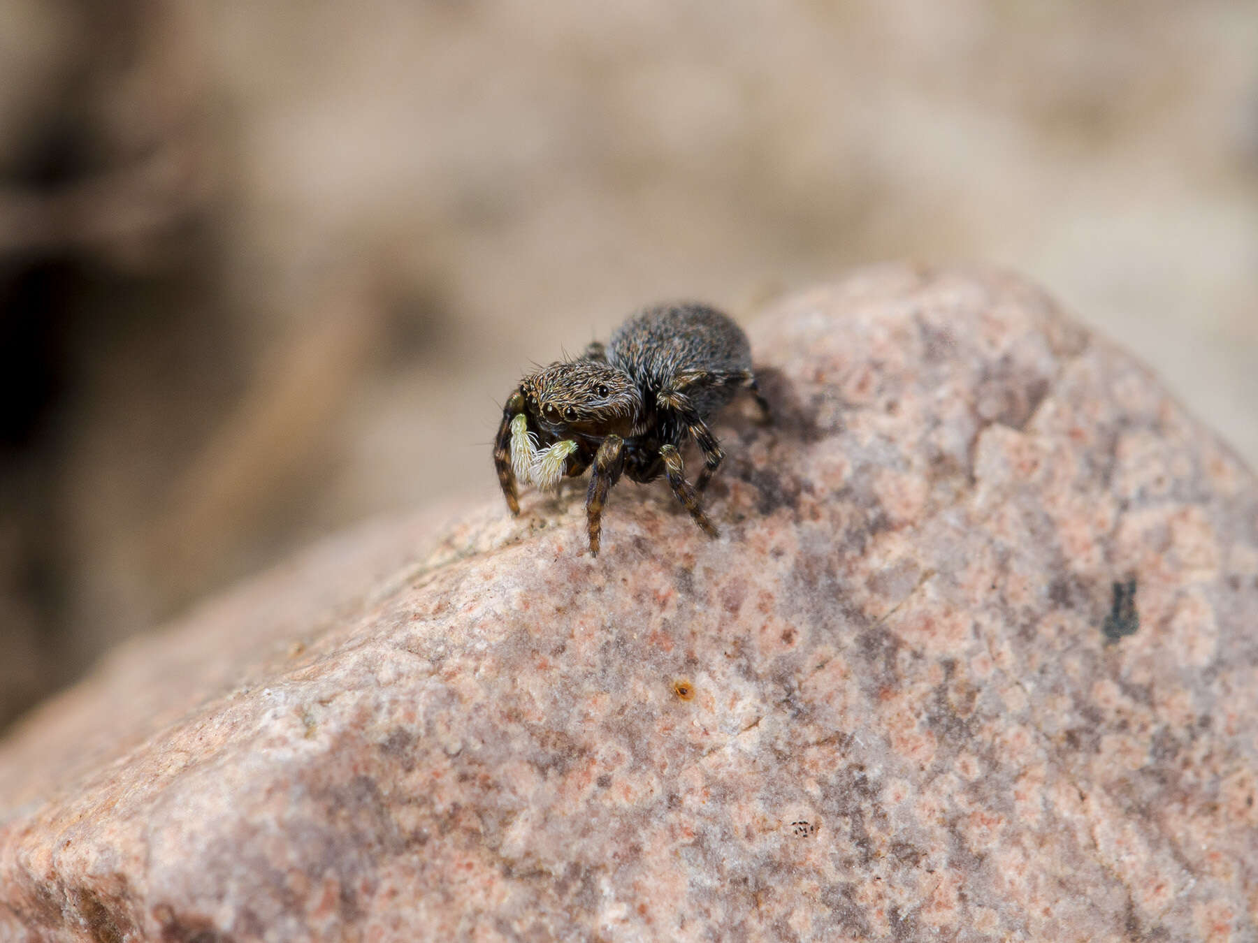 Image of Talavera petrensis (C. L. Koch 1837)