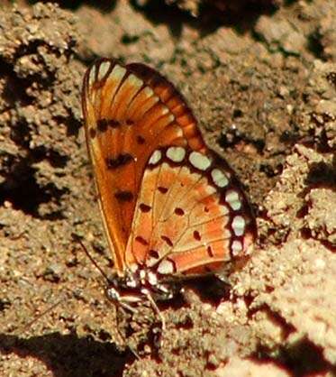 Image of Acraea terpsicore