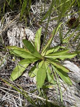 Image of fiddleleaf hawksbeard